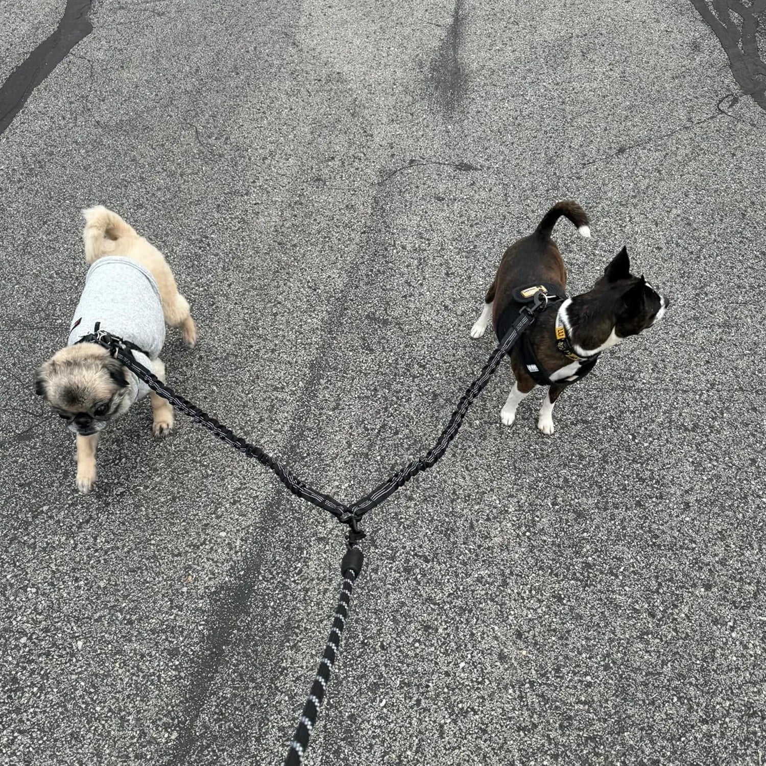 leashes